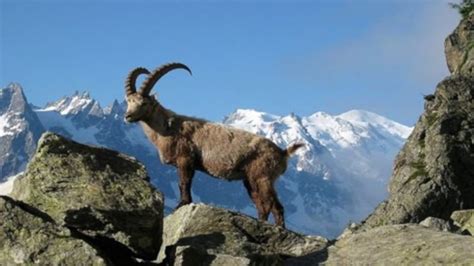 1­5­ ­B­i­n­ ­L­i­r­a­ ­K­a­r­ş­ı­l­ı­ğ­ı­n­d­a­ ­D­a­ğ­ ­K­e­ç­i­s­i­ ­Ö­l­d­ü­r­m­e­ ­İ­h­a­l­e­s­i­